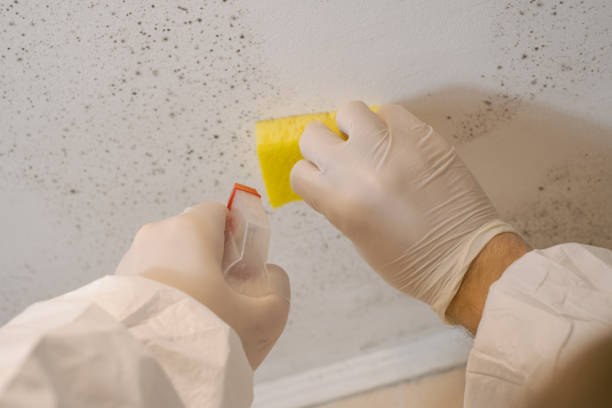 Best Commercial Mold Inspection  in USA